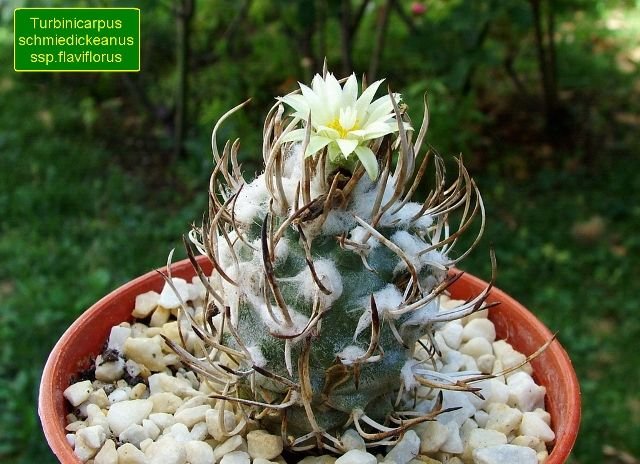 Turbinicarpus _schmiedickeanus ssp. flaviflorus _06